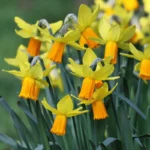 Narcissus Jetfire