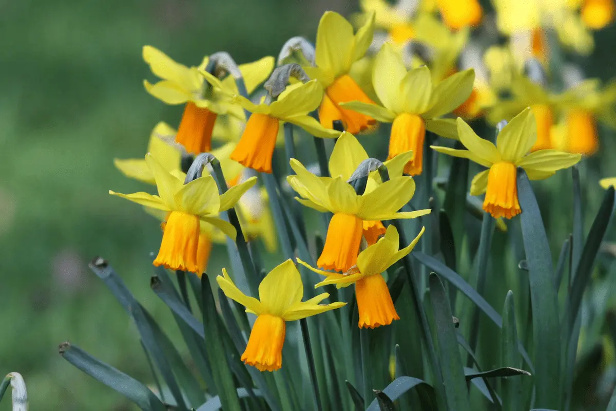 narcissus_jetfire_shutterstock_1933079831-rid Narcissus Jetfire - immagine 1