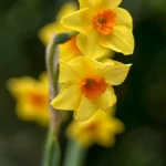 Narcissus Martinette