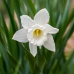 Narcissus Trompet Mount Hood