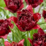 Tulipa Crispa double Ajaccio