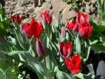 Tulipani Couleur Cardinal