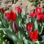 Tulipani Couleur Cardinal