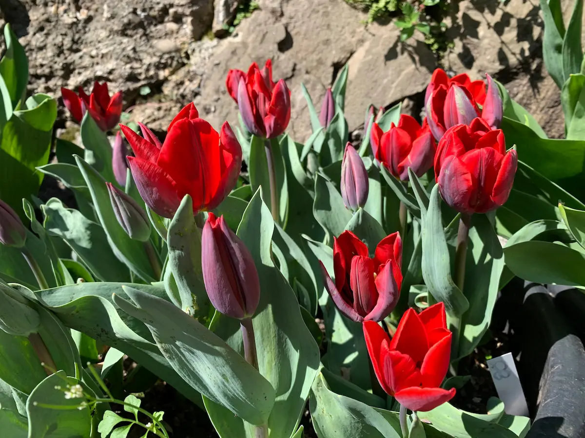 tulipa_couleur-cardinal_group_flora-RID Tulipani Couleur Cardinal - immagine 1