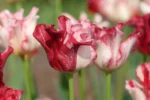 Tulipani Crown – Striped - immagine 2