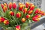 Tulipani Denmark - immagine 2