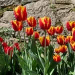 Tulipani Denmark