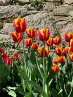 Tulipani Denmark