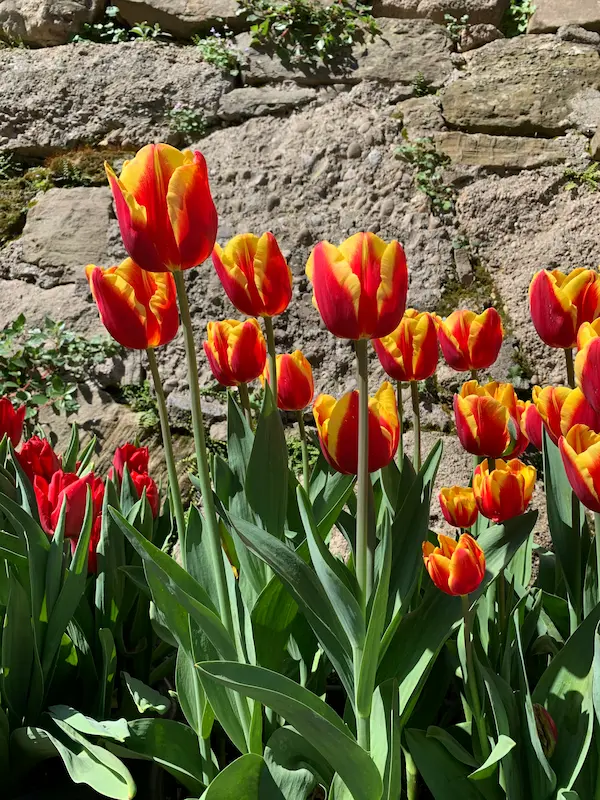 tulipa_denmark_group_flora_a (1)-RID Tulipani Denmark - immagine 1
