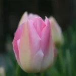 Tulipani Dynasty