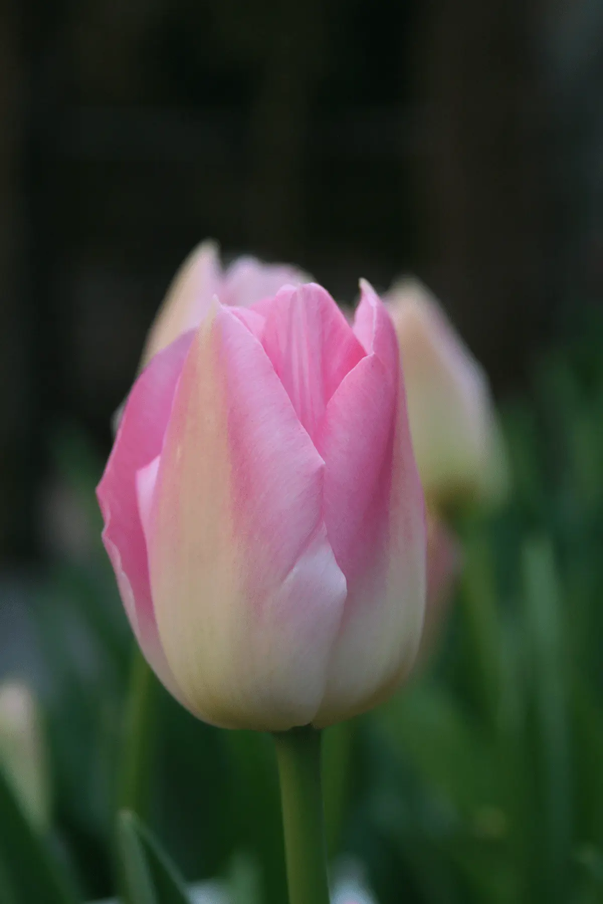 tulipa_dynasty_flora (1)-rid Tulipani Dynasty - immagine 1