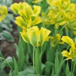 Tulipa Formosa