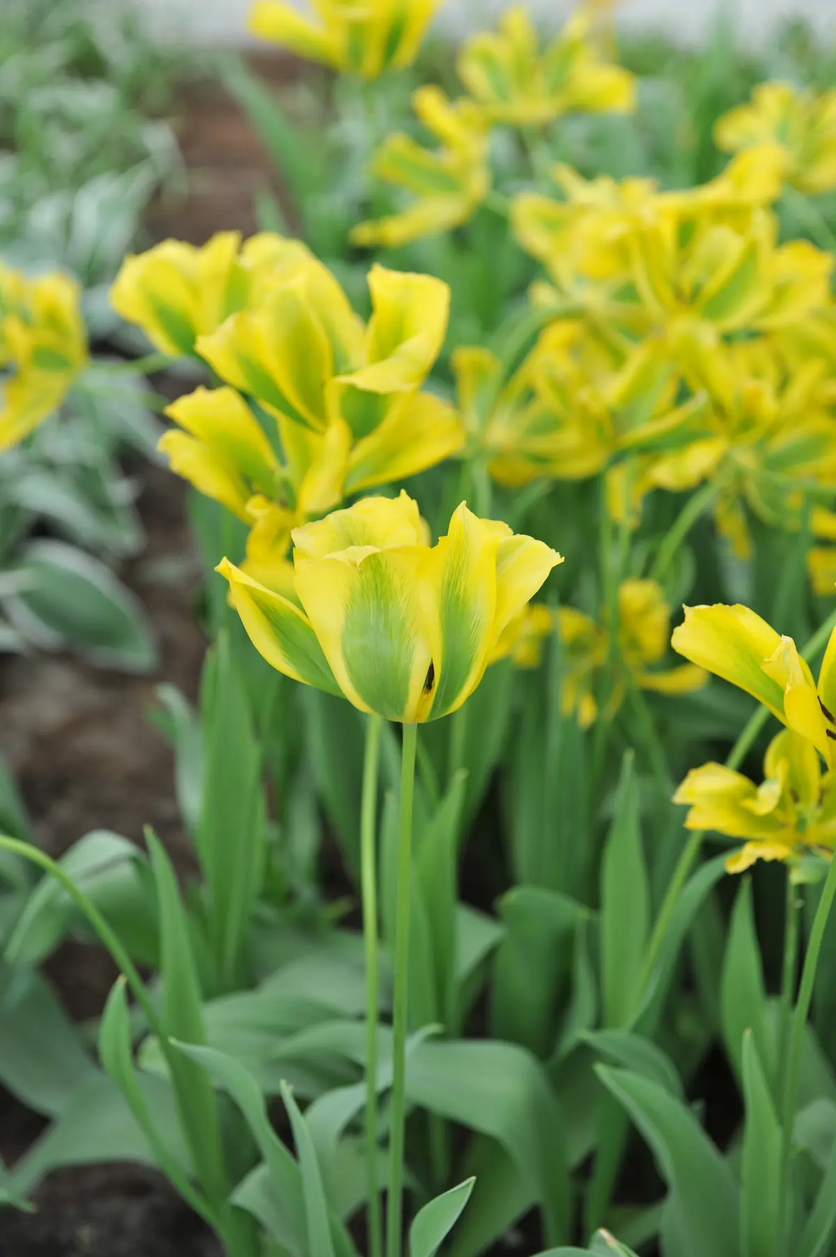 tulipa_formosa_shutterstock_1916438633 - Copia-rid Tulipa Formosa - immagine 1