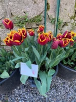 Tulipani Crispa – Mercure - immagine 2