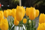 Tulipani Novi Sun