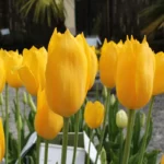 Tulipani Novi Sun