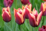 Tulipani Muvota - immagine 2