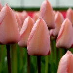 Tulipani Mystic Van Eijk