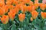 Tulipa Orange Emperor - immagine 2