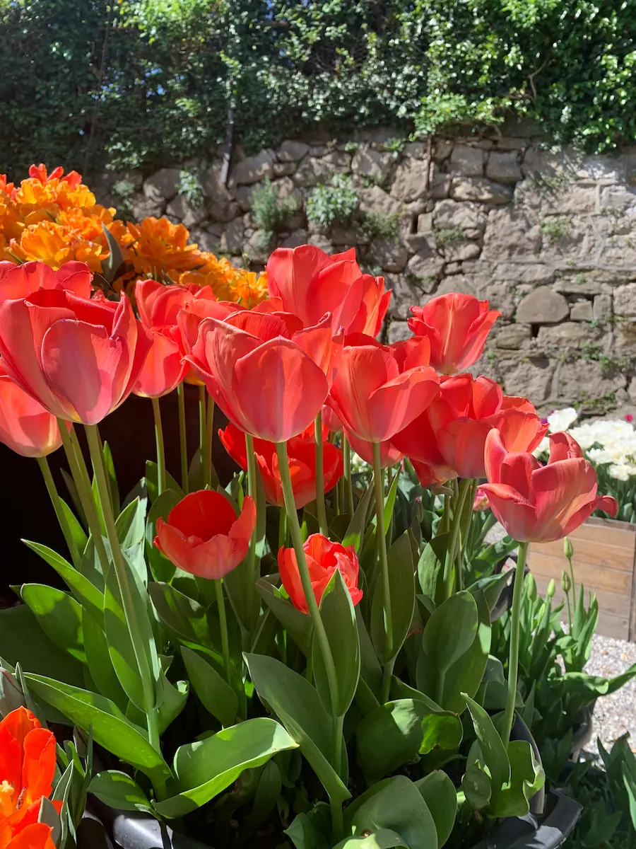 tulipa_orange-van-eijk_flora_a (1)-RID Tulipani Orange van Eijk - immagine 1