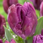 Tulipa Parrot Cathay