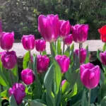 Tulipani Purple Flag