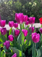 Tulipani Purple Flag