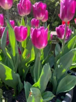 Tulipani Purple Flag - immagine 3