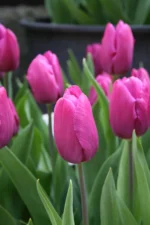 Tulipani Purple Prince - immagine 2