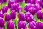 Tulipani Purple Prince