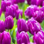 Tulipani Purple Prince
