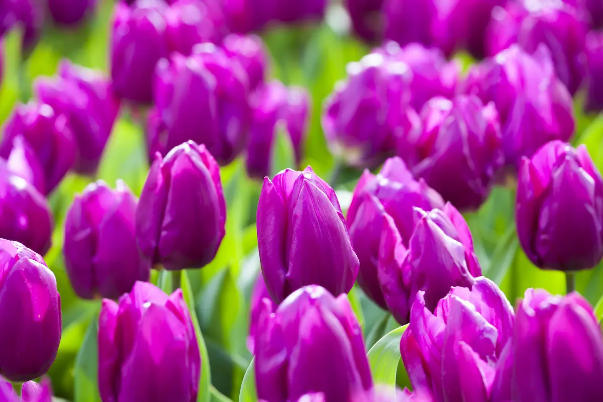tulipa_purple-prince_shutterstock_275725046-RID Tulipani Purple Prince - immagine 1
