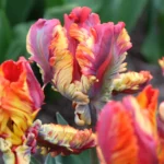 Tulipa Rasta Parrot