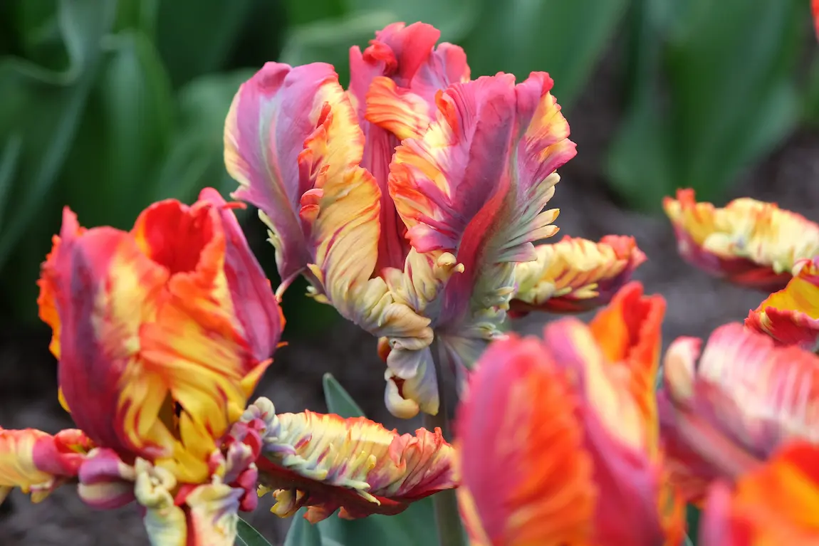 tulipa_rasta-parrot_shutterstock_2620715341 (1)-RID Tulipa Rasta Parrot - immagine 1