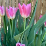 Tulipani Royal Ten