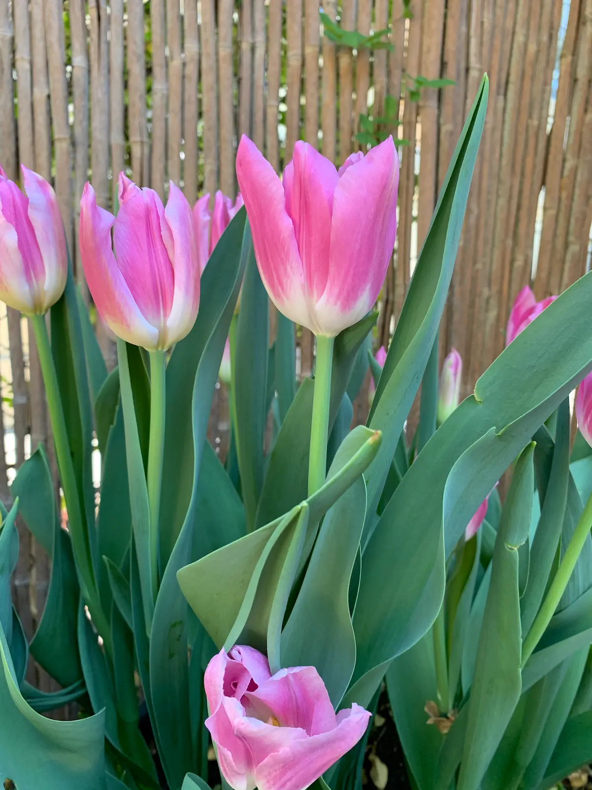 tulipa_royal-ten_flora_b-rid Tulipani Royal Ten - immagine 1