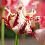Tulipani Crown – Striped