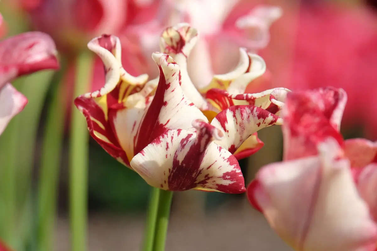 tulipa_striped-crown_shutterstock_2620722387-RID Tulipani Crown – Striped - immagine 1