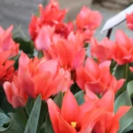 Tulipa multiflora Toronto
