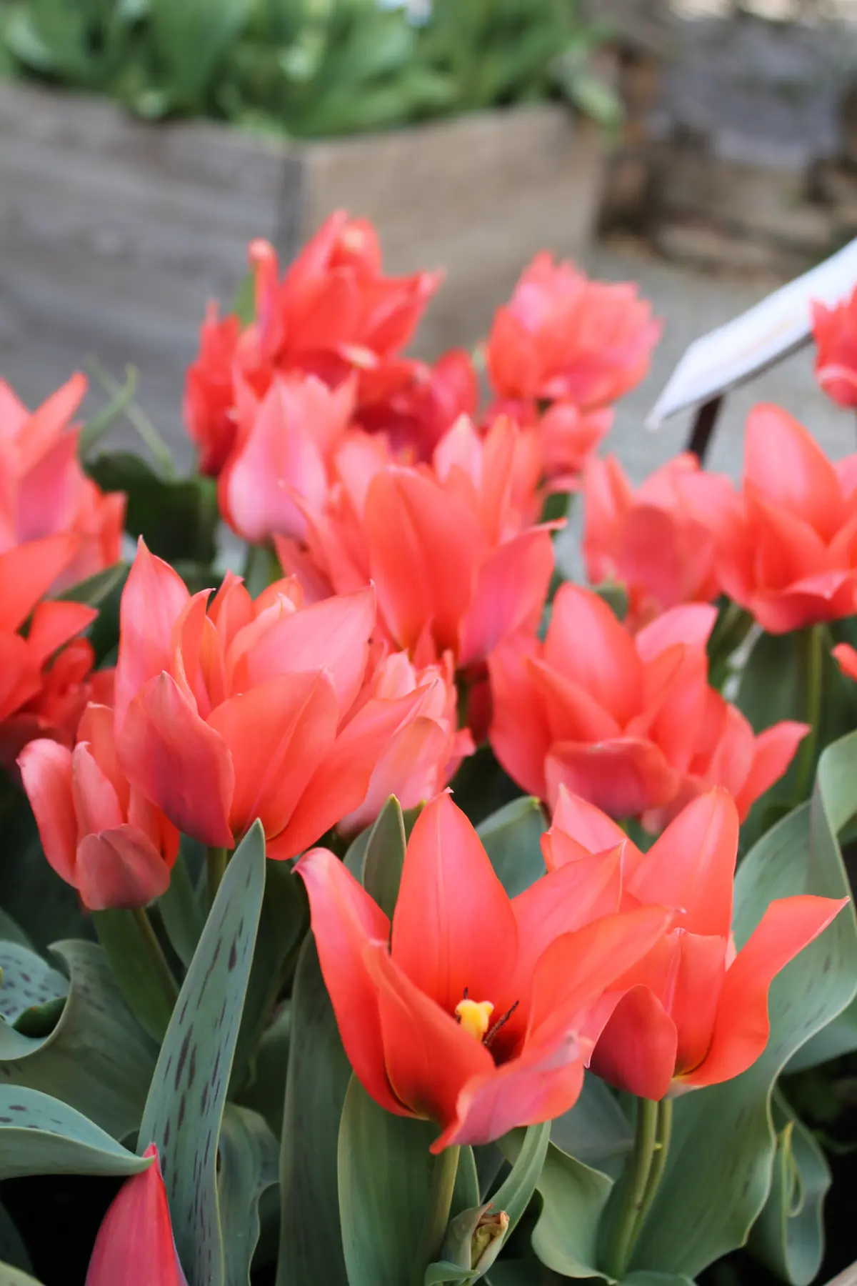 tulipa_toronto_group_flora-RID Tulipa multiflora Toronto - immagine 1