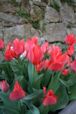 Tulipa multiflora Toronto - immagine 2