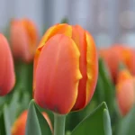 Tulipani Triple A