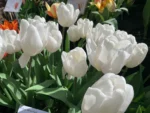 Tulipani White Flag