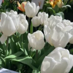 Tulipani White Flag