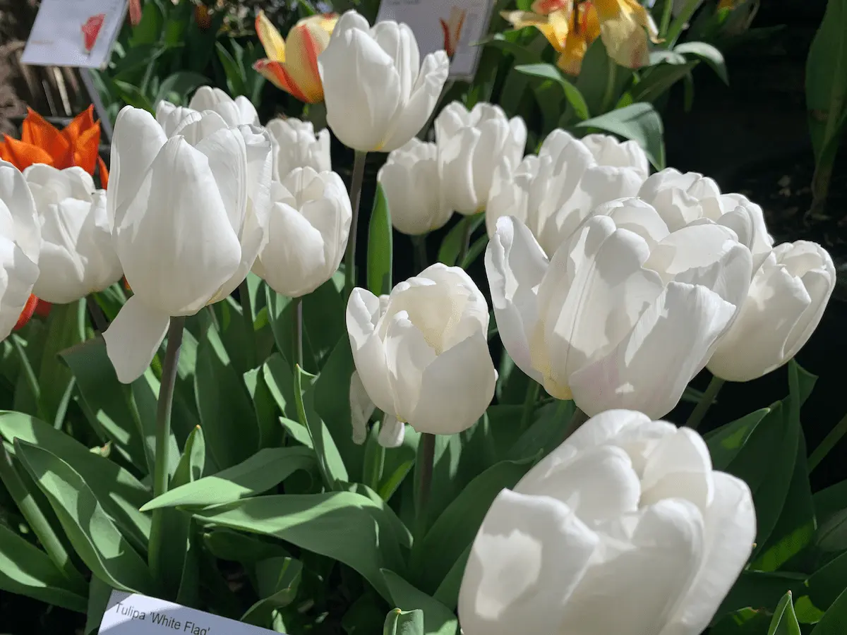 tulipa_white_flag_flora_2- rid Tulipani White Flag - immagine 1
